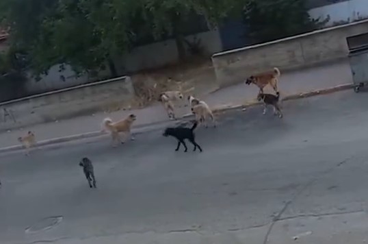 Osmaniye Köpek 2