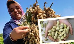 AB, Osmaniye Yer Fıstığına Kayıtsız Kalamadı,  Coğrafi İşaret Tescili Alan 22. Ürün Oldu