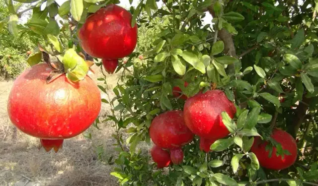 Mersin'de Yılın İlk Nar Hasadı Başladı: 500 Ton Ürün Bekleniyor!